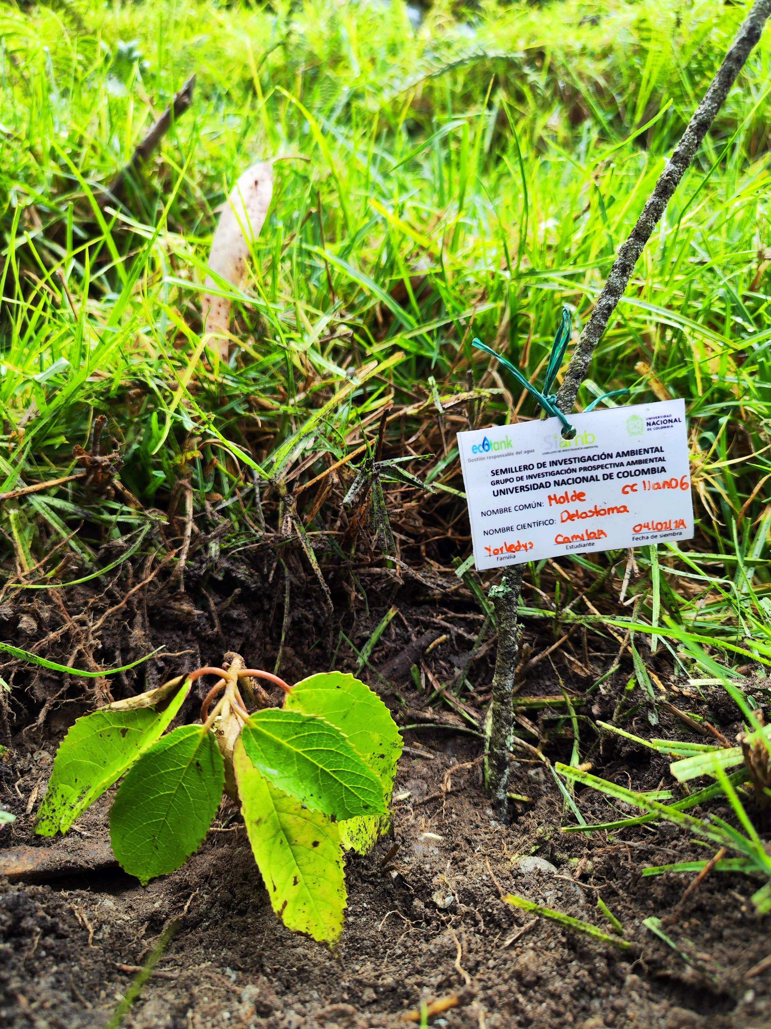 Bosque de alta montaña restaurado por Reverdece